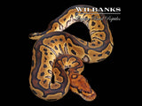 Clown Ball Python ♀ '26