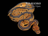 Clown Ball Python ♀ '26