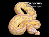 Banana Clown Ball Python ♂ '26