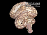 Banana Black Pastel Phantom Ball Python ♂ '26