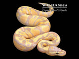 Banana Fire Ball Python ♂ '26