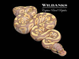 Banana Mojave Ball Python ♂ '26