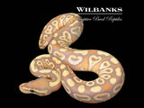 Banana Mojave Ball Python ♂ '26