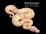 Banana Fire Ball Python ♂ '26