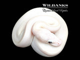 Blue Eyed Leucistic (Butter Mocha) Ball Python ♂ '26
