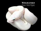 Blue Eyed Leucistic (Butter Mocha) Ball Python ♂ '26