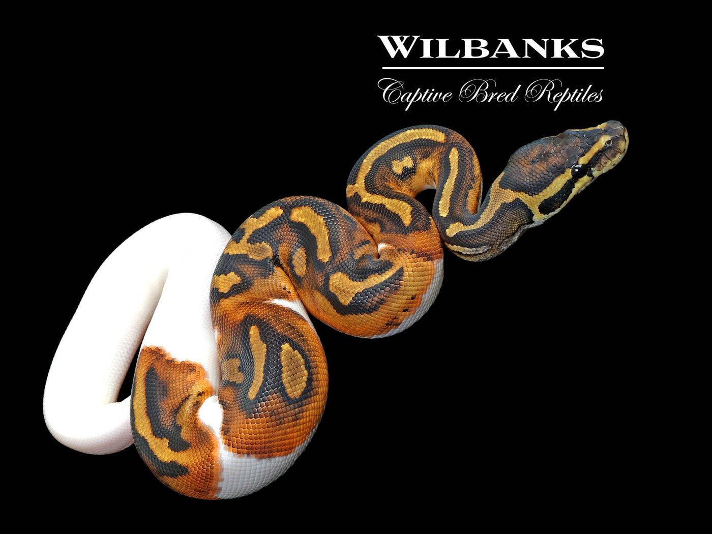 Pied Ball Python ♀ '25