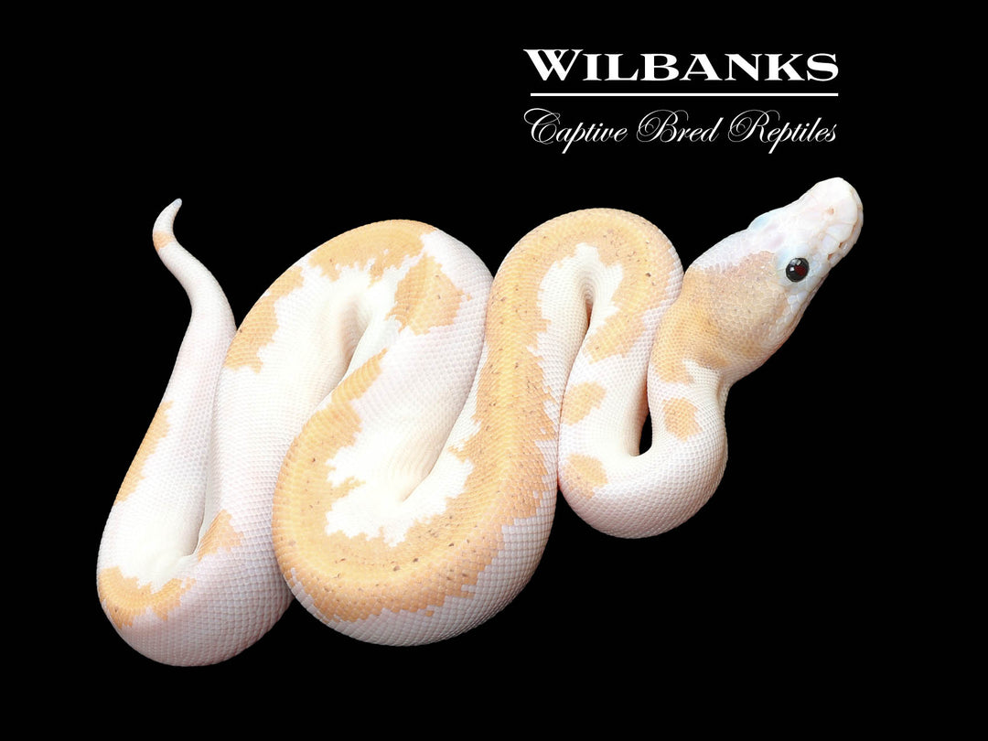 注目のブランド Super Fire Ball Python ♀ '25 – Wilbanks Captive Bred Reptiles その他
