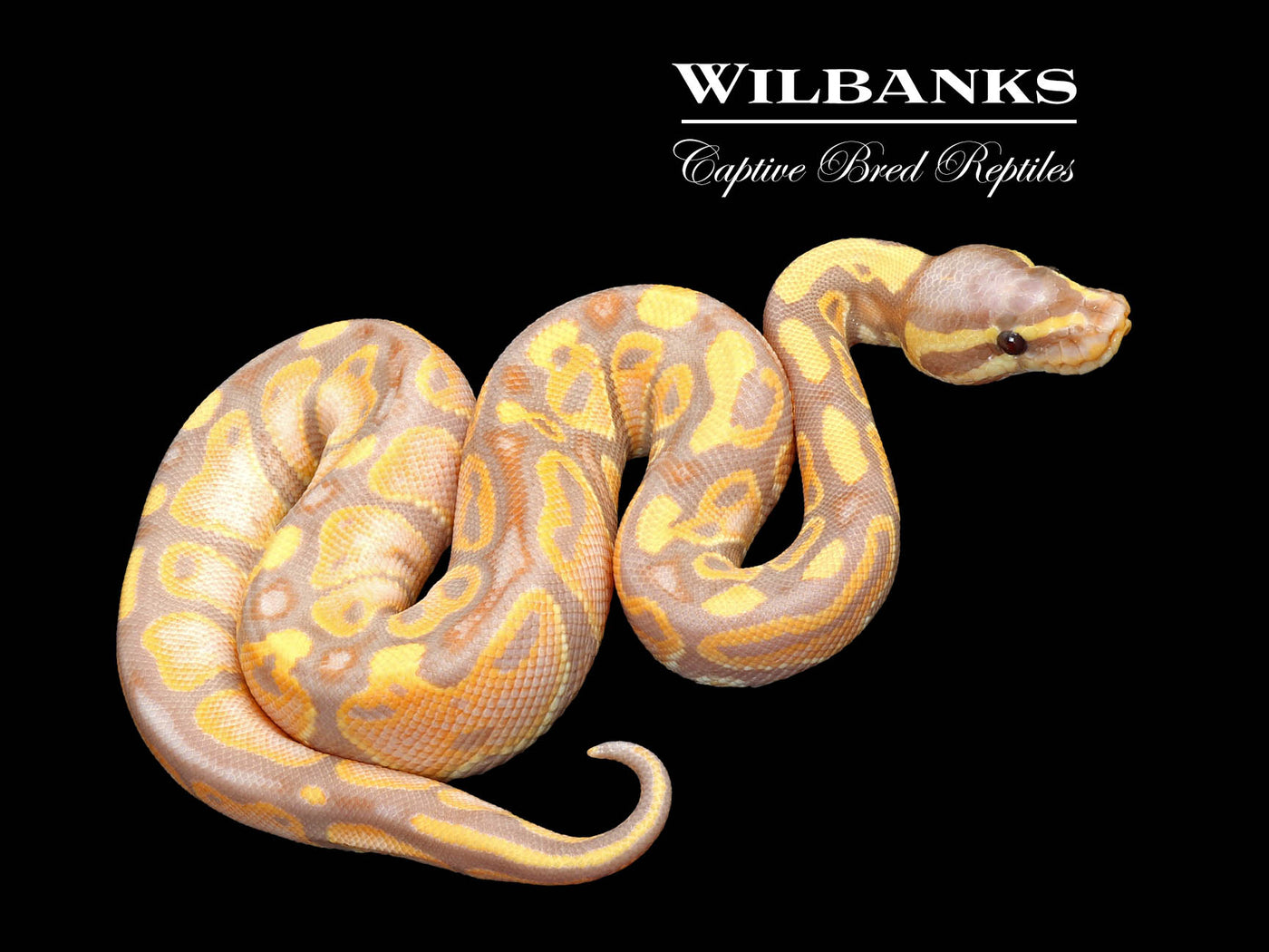 Banana 100% Het. Clown Ball Python ♂ '25 – Wilbanks Captive