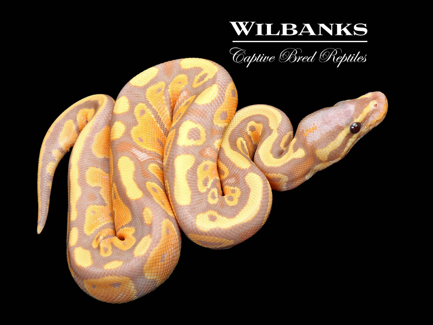 Banana 100% Het. Clown Ball Python ♂ '25