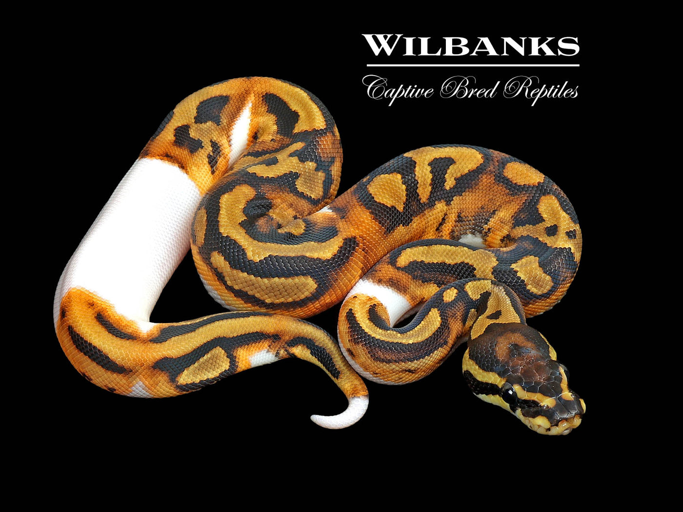 Pied 100% Het. Albino Ball Python ♀ '25