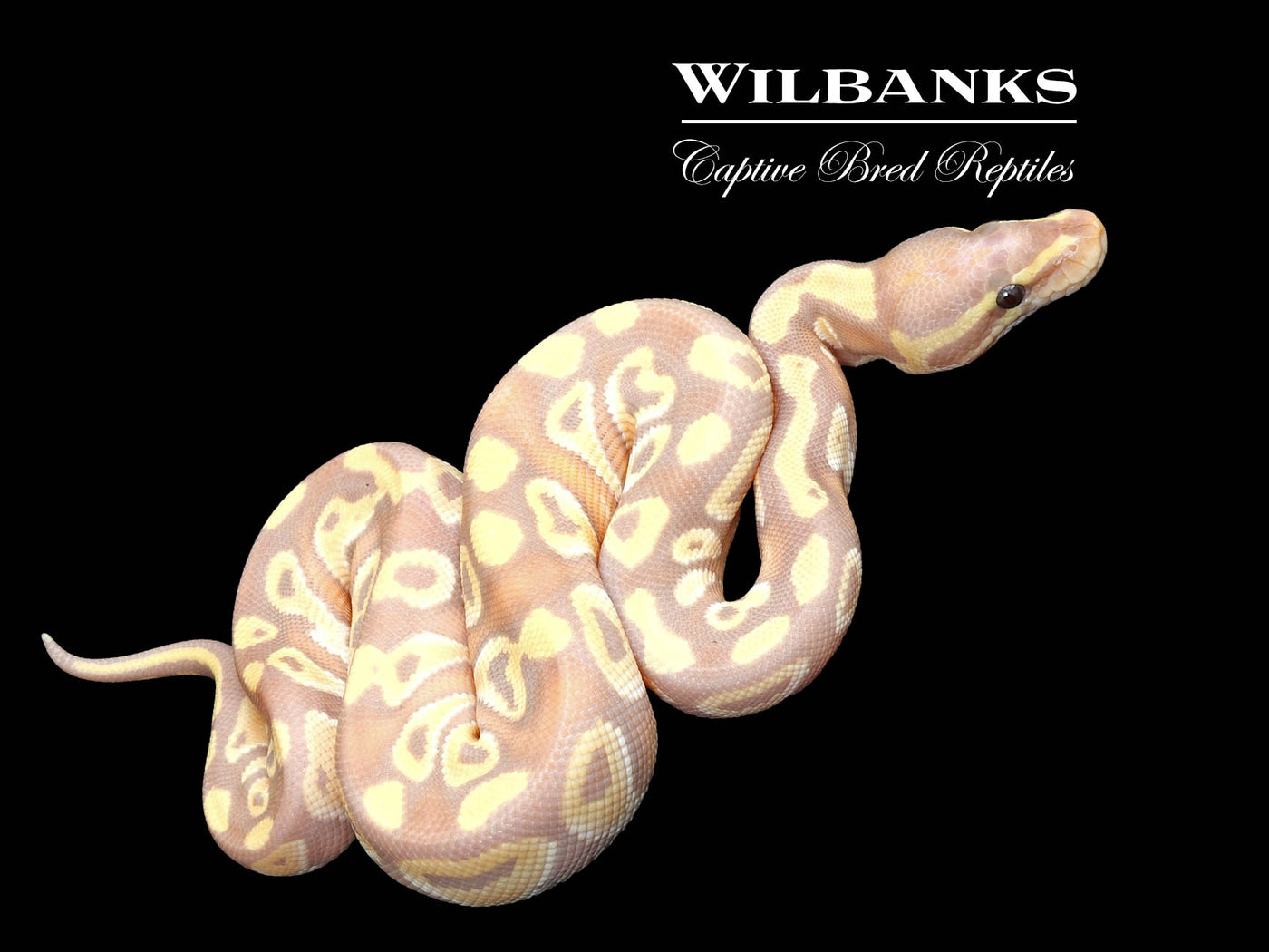 Banana Mojave Ball Python ♂ '25