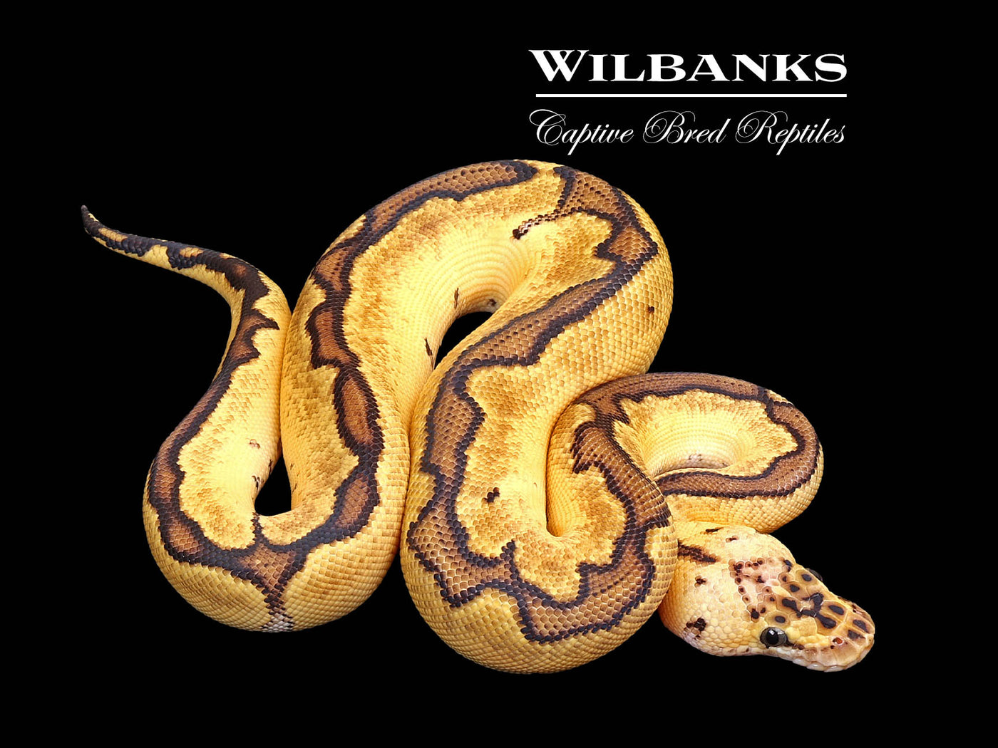 Red Stripe Pastel Blade Clown Ball Python ♀ '25