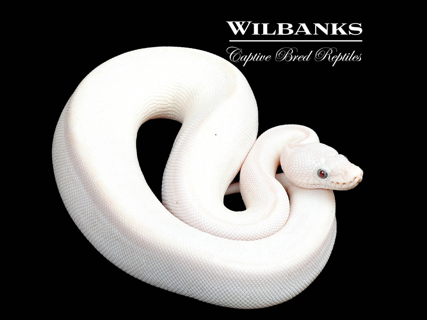 Blackhead White Diamond Blue Eyed Leucistic (Super Russo) Ball Python ♀ '25
