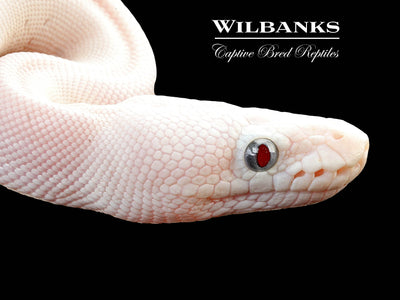 Blackhead White Diamond Blue Eyed Leucistic (Super Russo) Ball Python ♀ '25