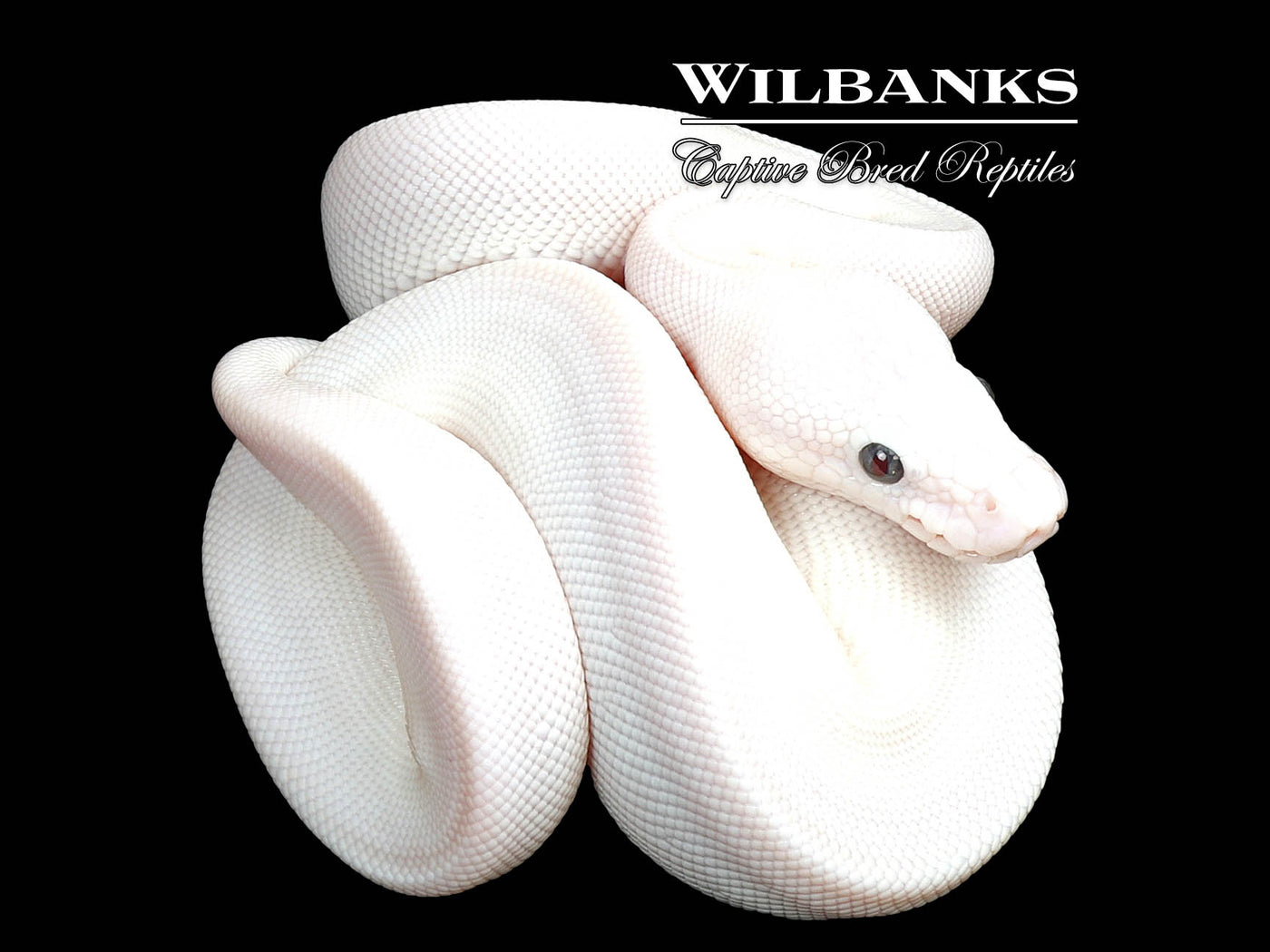Blue Eyed Leucistic (Mojave Butter) Ball Python ♀ '25