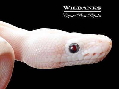 Blue Eyed Leucistic (Mojave Butter) Ball Python ♀ '25