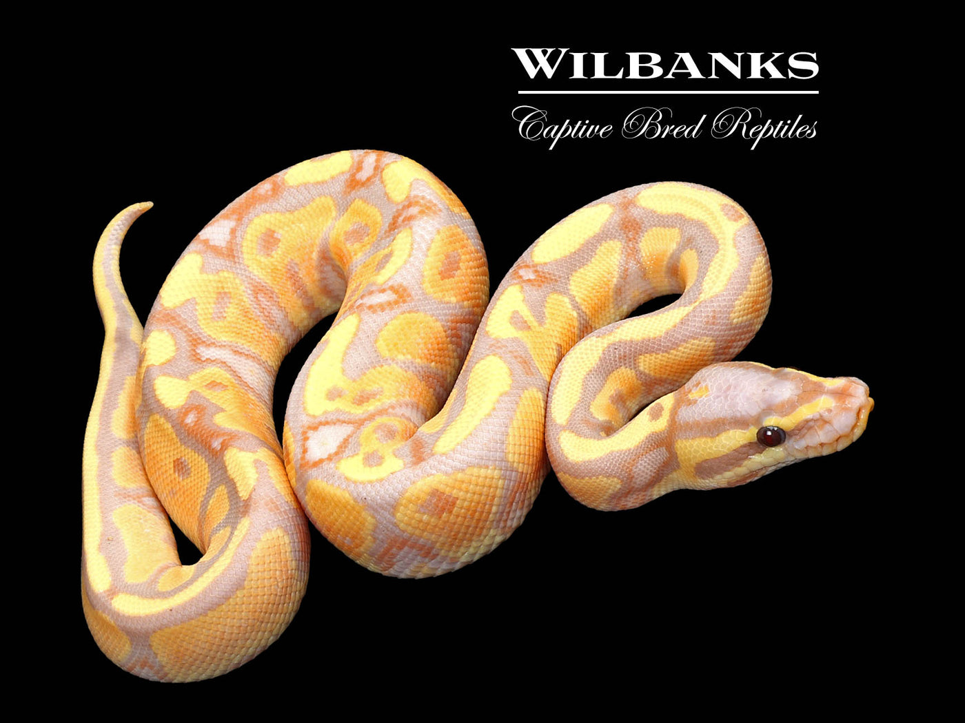 Banana Yellow Belly Ball Python ♂ '25
