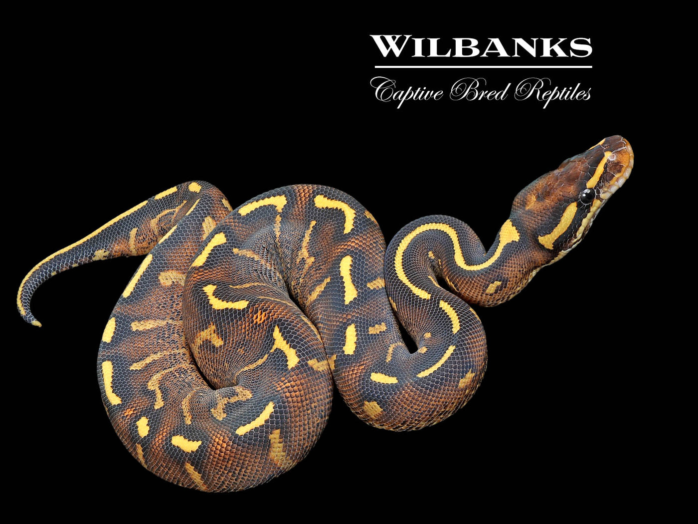 Super Gravel Ball Python ♀ '25