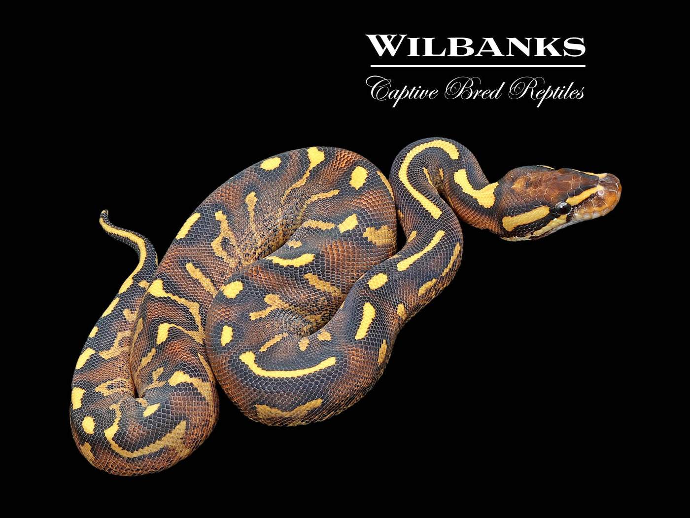 Super Gravel Ball Python ♀ '25