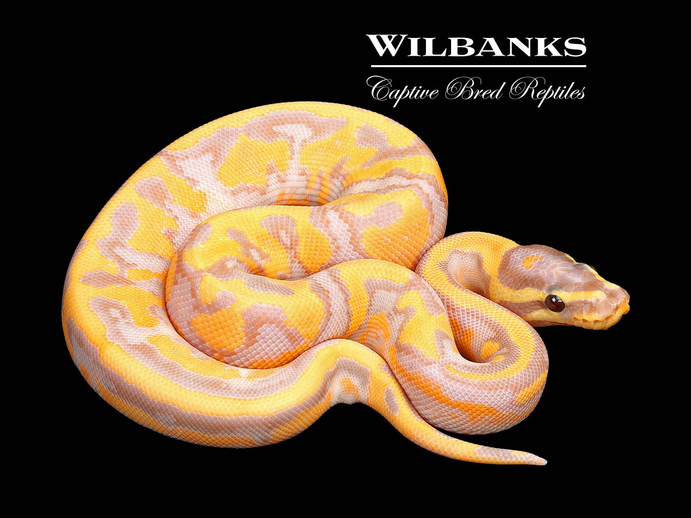 Banana Pied Ball Python ♀ '25