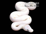 Banana Super Fire Ball Python ♂ '26