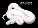 Super Fire Ball Python ♀ '26