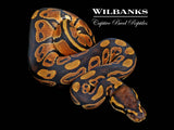 Normal Ball Python ♀ '26