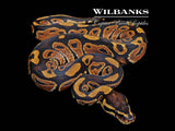 Normal Ball Python ♂ '26