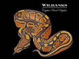 Orange Crush Ball Python ♀ '26