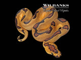 Enchi Clown Ball Python ♂ '26
