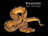 Enchi Blade Clown Ball Python ♀ '26