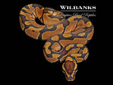 Enchi 100% DH Lavender Clown Ball Python ♂ '26