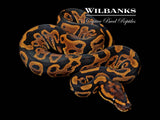 Leopard 100% DH Lavender Clown Ball Python ♀ '26