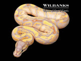 Banana 100% Het. Clown Ball Python ♂ '26