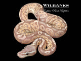 Banana Black Pewter Ball Python ♂ '26