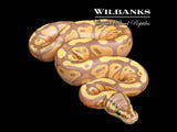 Banana Pastel Ball Python ♀ '26
