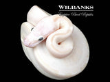 White Diamond Blue Eyed Leucistic (Super Russo) Ball Python ♂ '26