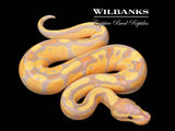Banana Fire Ball Python ♂ '26