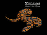 Confusion 100% DH Lavender Clown Ball Python ♀ '26 (Copy)