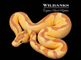 Banana Enchi Clown Ball Python ♂ '26