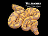 Banana Acid Ball Python ♀ '26