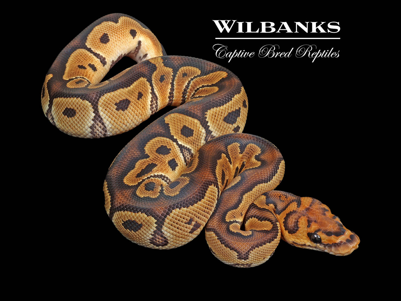 Clown 100% Het. Sunset Ball Python ♂ '24