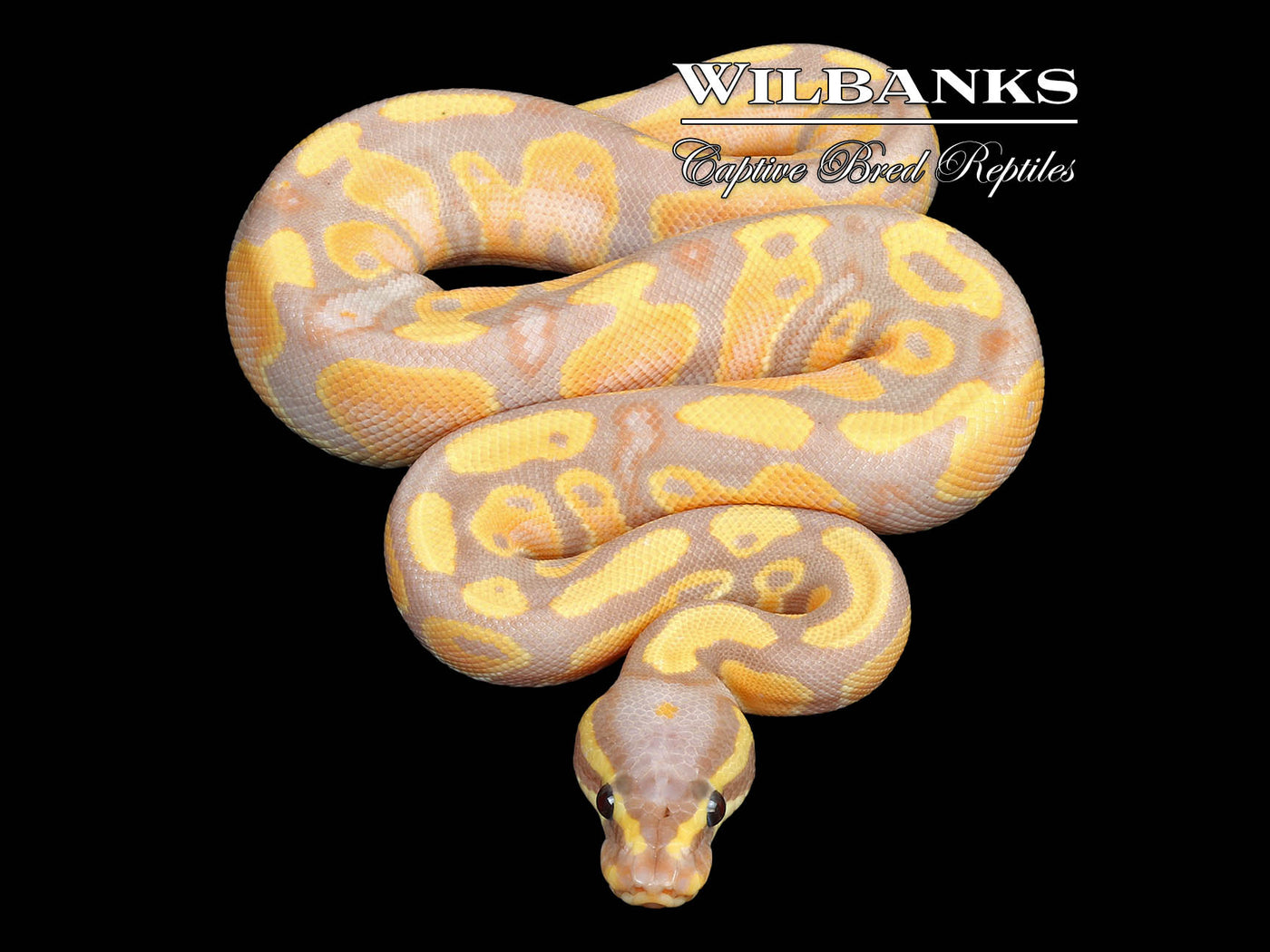 Banana 100% Het. Pied Ball Python ♂ '25