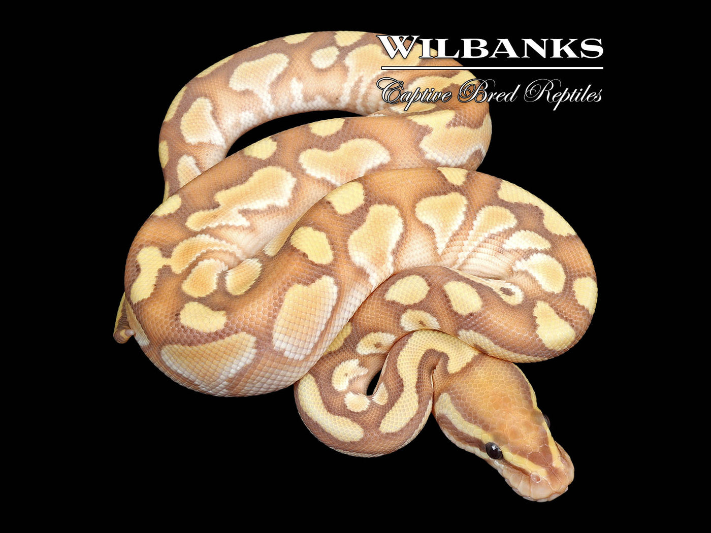 Banana Butter Ball Python ♂ '25