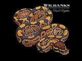 100% Het. Clown Ball Python ♀ '26