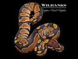 100% Het. Clown Ball Python ♀ '26
