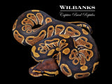 100% Het. Clown Ball Python ♀ '26