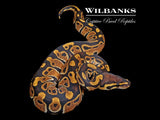 100% Het. Clown Ball Python ♀ '26
