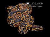 100% Het. Piebald Ball Python ♀ '26